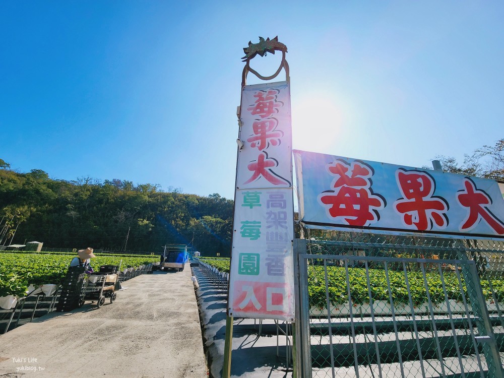 苗栗大湖採草莓推薦【莓果大高架草莓園】2023大湖草莓季推薦這間 - yuki.tw