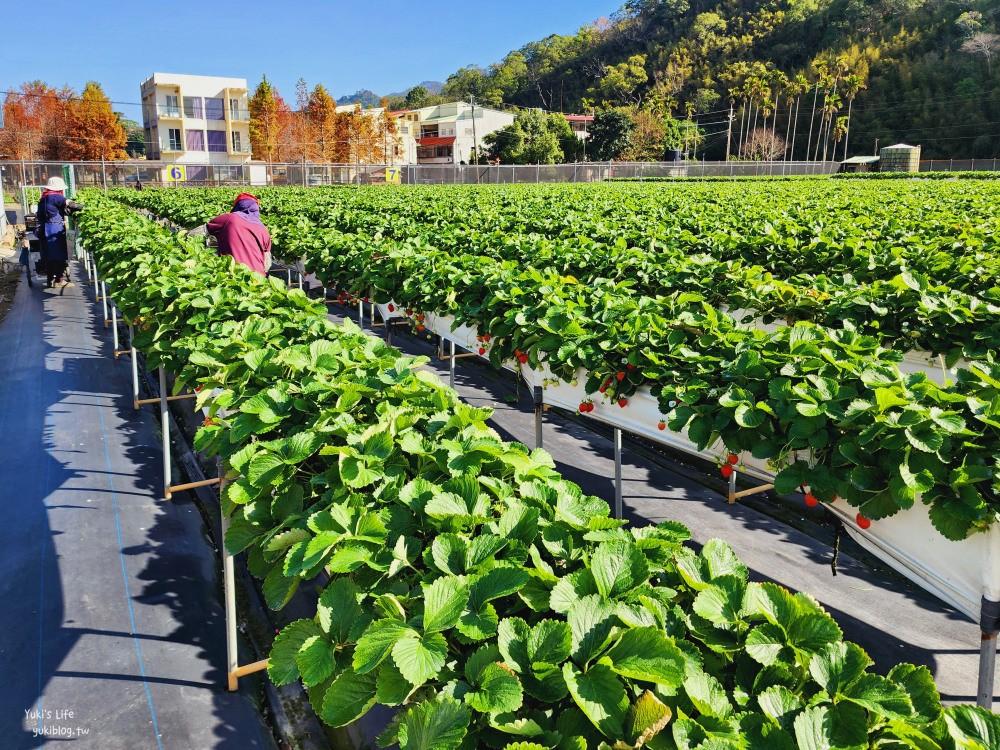 苗栗大湖採草莓推薦【莓果大高架草莓園】2023大湖草莓季推薦這間 - yuki.tw