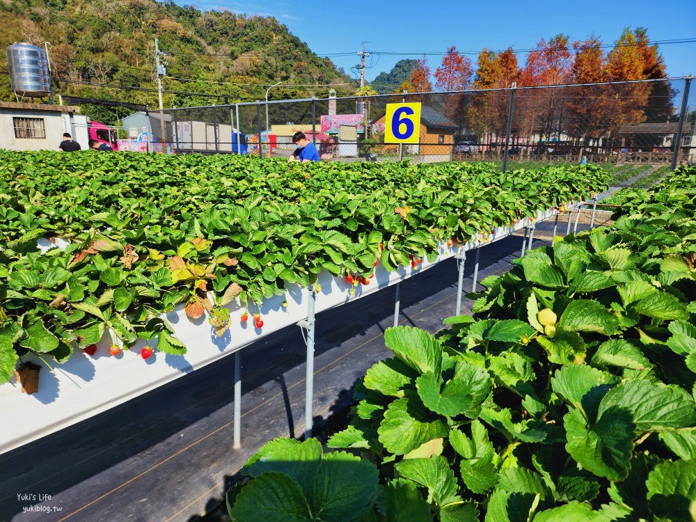 苗栗大湖採草莓推薦【莓果大高架草莓園】2023大湖草莓季推薦這間 - yuki.tw