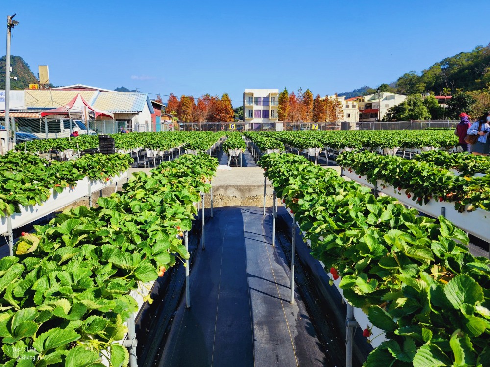 苗栗大湖採草莓推薦【莓果大高架草莓園】2023大湖草莓季推薦這間 - yuki.tw