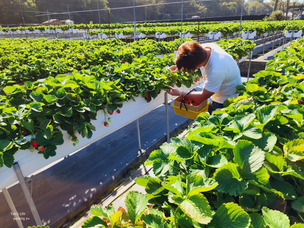 苗栗大湖採草莓推薦【莓果大高架草莓園】2023大湖草莓季推薦這間 - yuki.tw