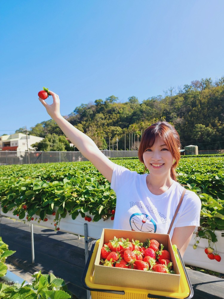 苗栗大湖採草莓推薦【莓果大高架草莓園】2023大湖草莓季推薦這間 - yuki.tw