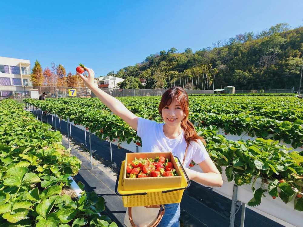 苗栗大湖採草莓推薦【莓果大高架草莓園】2023大湖草莓季推薦這間