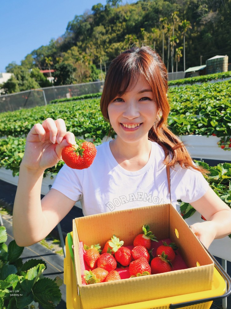 苗栗大湖採草莓推薦【莓果大高架草莓園】2023大湖草莓季推薦這間 - yuki.tw