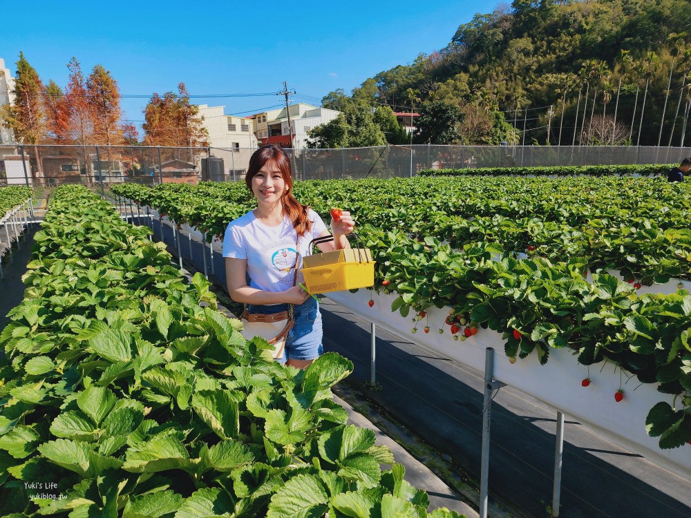 苗栗大湖採草莓推薦【莓果大高架草莓園】2023大湖草莓季推薦這間 - yuki.tw