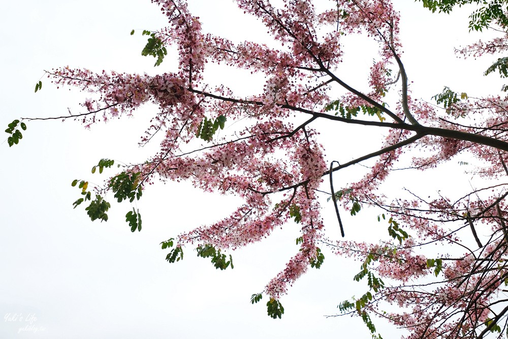 新竹關西景點|東安古橋|優雅又古典的絕美拱橋，免門票散步好去處 - yuki.tw