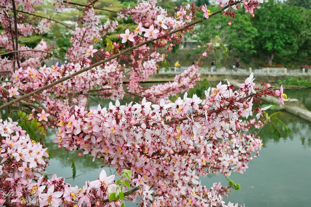 新竹關西景點|東安古橋|優雅又古典的絕美拱橋，免門票散步好去處 - yuki.tw