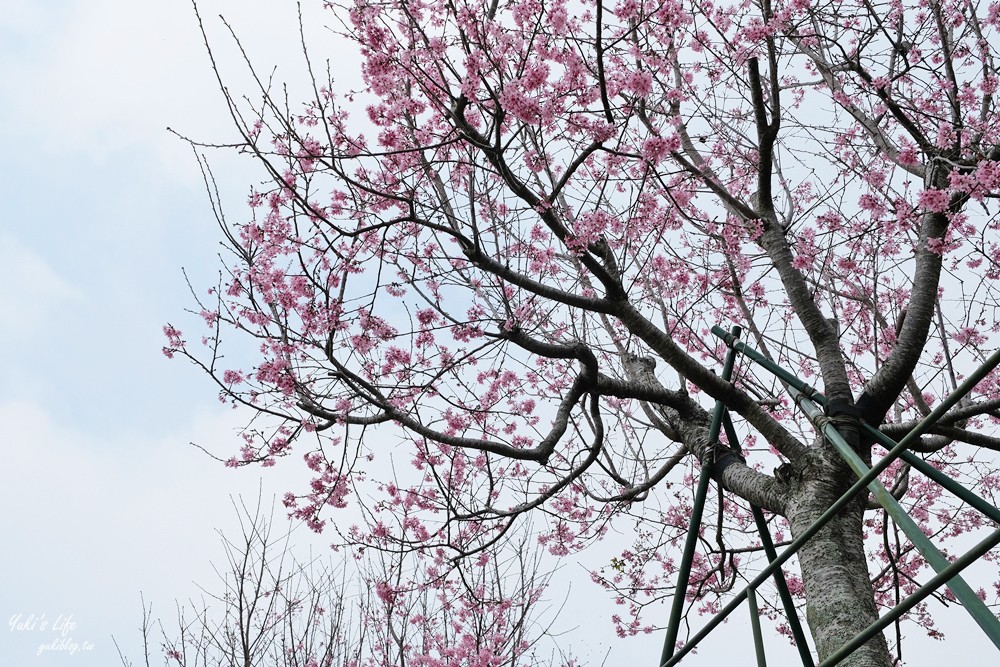 嘉義景點∣阿里山彌陀禪寺∣櫻花季粉嫩賞櫻勝地必拍點,八重櫻昭和櫻接力放送 - yuki.tw