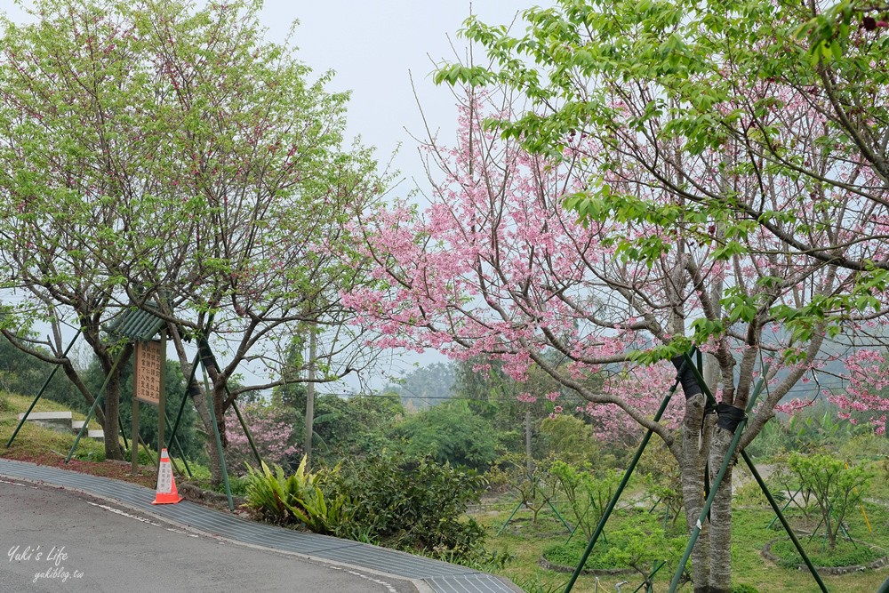 嘉義景點∣阿里山彌陀禪寺∣櫻花季粉嫩賞櫻勝地必拍點,八重櫻昭和櫻接力放送 - yuki.tw