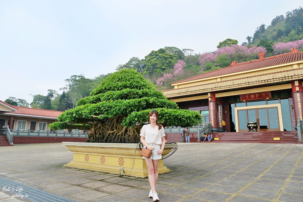 嘉義景點∣阿里山彌陀禪寺∣櫻花季粉嫩賞櫻勝地必拍點,八重櫻昭和櫻接力放送 - yuki.tw