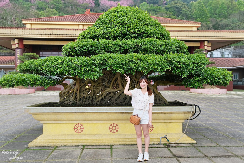 嘉義景點∣阿里山彌陀禪寺∣櫻花季粉嫩賞櫻勝地必拍點,八重櫻昭和櫻接力放送 - yuki.tw