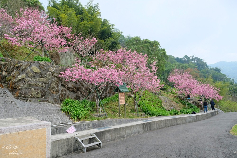 嘉義景點∣阿里山彌陀禪寺∣櫻花季粉嫩賞櫻勝地必拍點,八重櫻昭和櫻接力放送 - yuki.tw