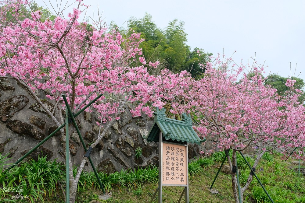 嘉義景點∣阿里山彌陀禪寺∣櫻花季粉嫩賞櫻勝地必拍點,八重櫻昭和櫻接力放送 - yuki.tw