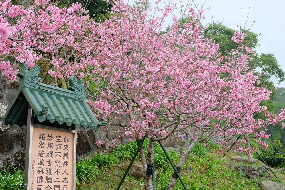 嘉義景點∣阿里山彌陀禪寺∣櫻花季粉嫩賞櫻勝地必拍點,八重櫻昭和櫻接力放送 - yuki.tw