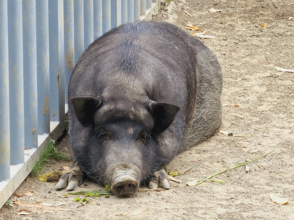 【台南景點】頑皮世界野生動物園(優惠門票)水豚君、水樂園~親子好去處 - yuki.tw