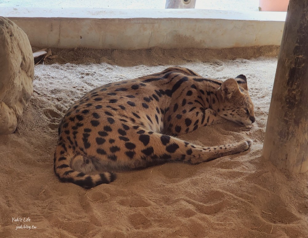 【台南景點】頑皮世界野生動物園(優惠門票)水豚君、水樂園~親子好去處 - yuki.tw