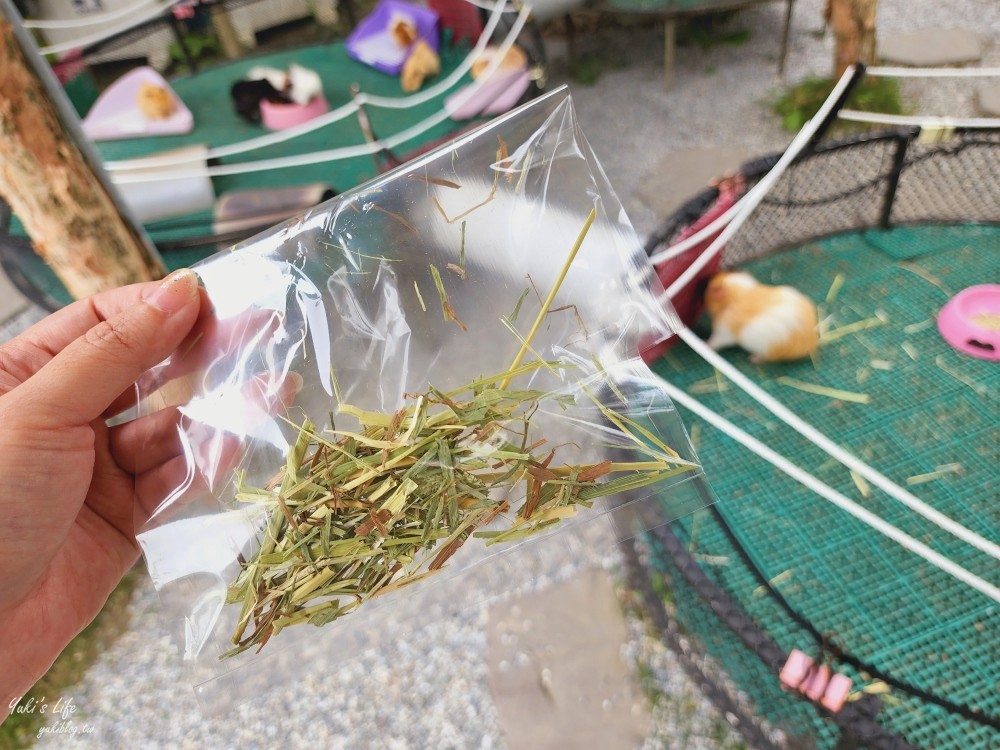 屏東艾米達精靈谷茶樹莊園~掉進奇幻精靈村童話世界，餵天竺鼠好療癒！ - yuki.tw