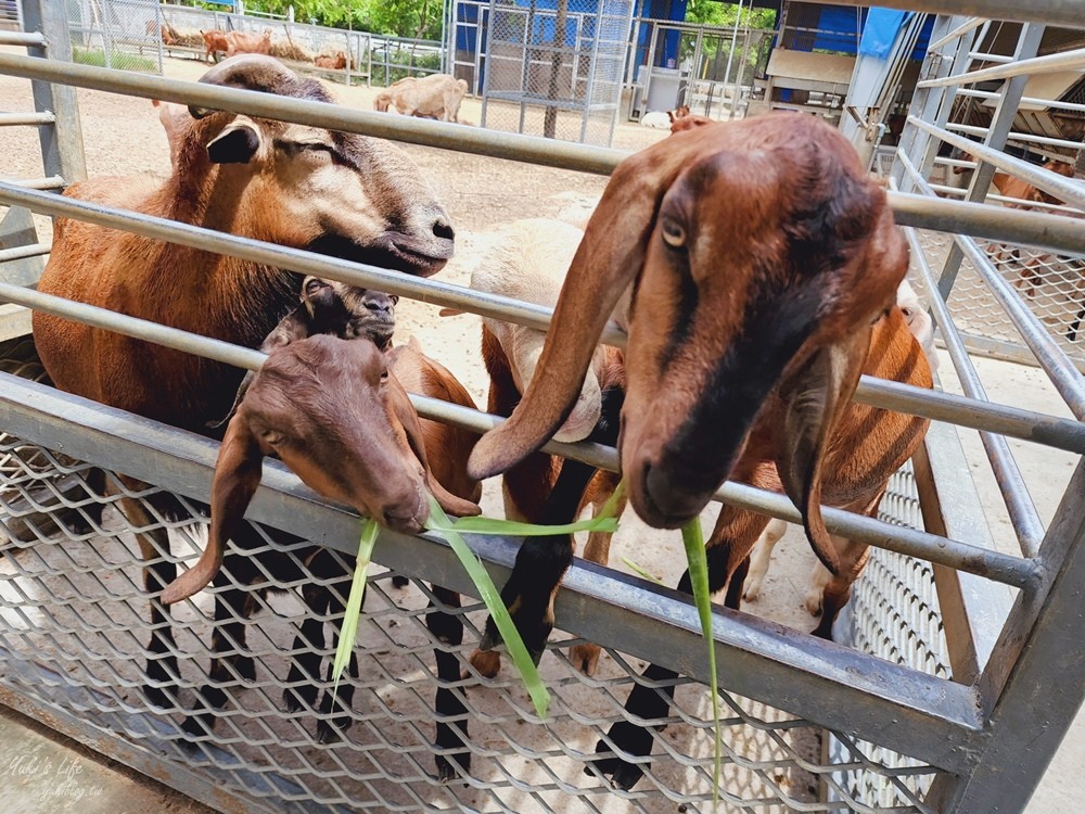 台南景點》樹谷農場，好多小動物超療癒，親子好去處還能溜滑梯！ - yuki.tw