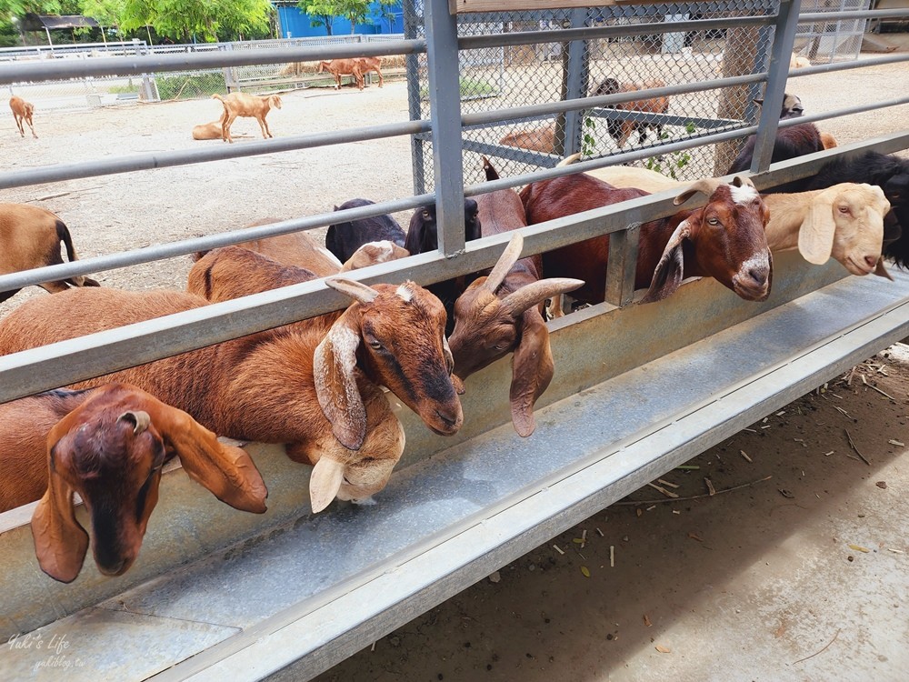 台南景點》樹谷農場，好多小動物超療癒，親子好去處還能溜滑梯！ - yuki.tw