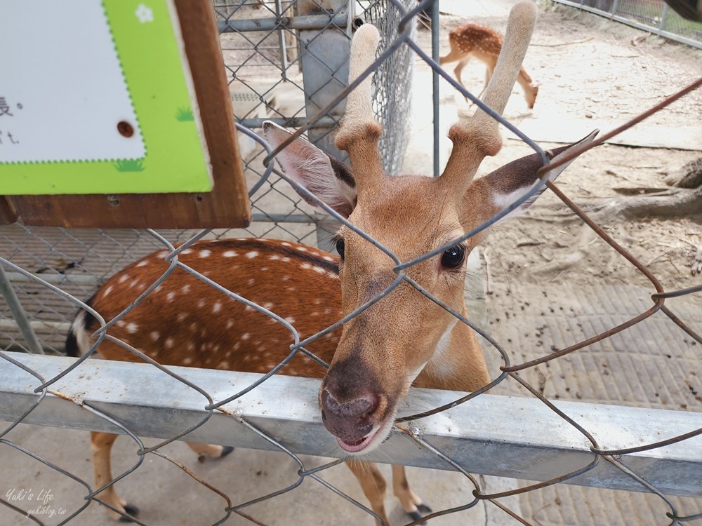 台南景點》樹谷農場，好多小動物超療癒，親子好去處還能溜滑梯！ - yuki.tw