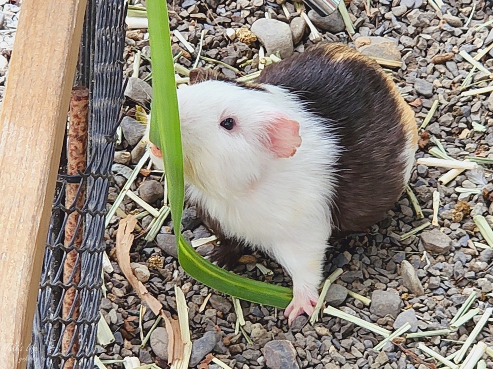 台南景點》樹谷農場，好多小動物超療癒，親子好去處還能溜滑梯！ - yuki.tw