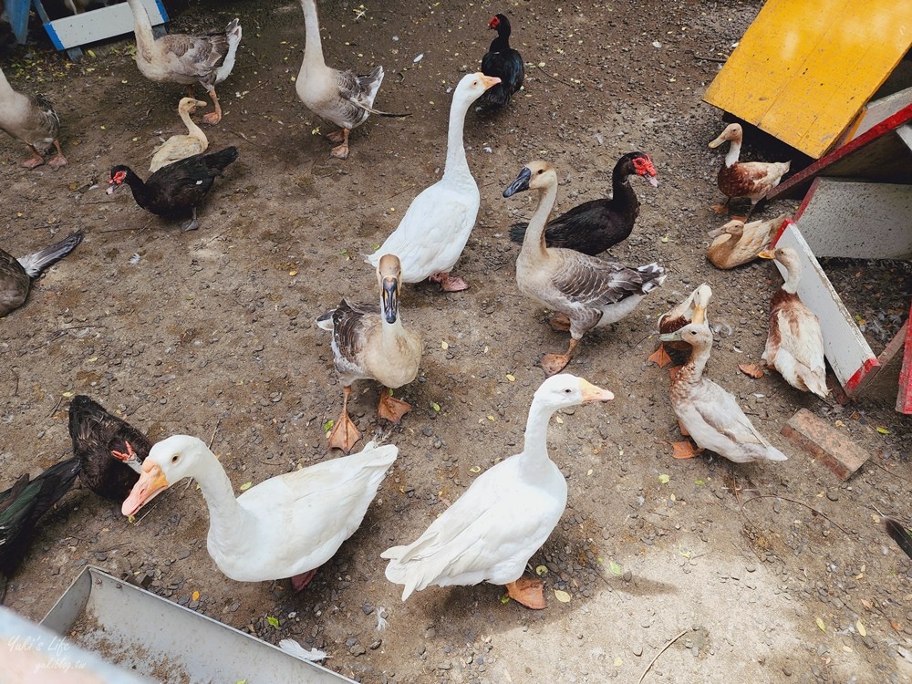 台南景點》樹谷農場，好多小動物超療癒，親子好去處還能溜滑梯！ - yuki.tw