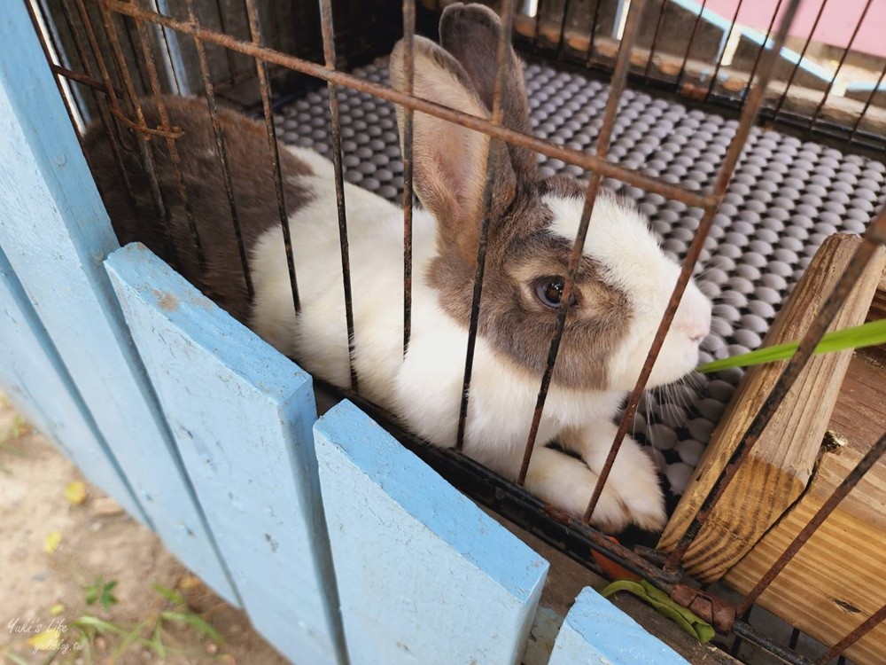 台南景點》樹谷農場，好多小動物超療癒，親子好去處還能溜滑梯！ - yuki.tw