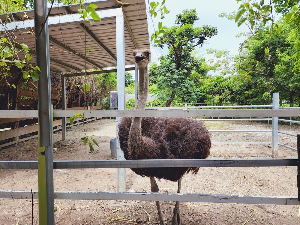 台南景點》樹谷農場，好多小動物超療癒，親子好去處還能溜滑梯！ - yuki.tw