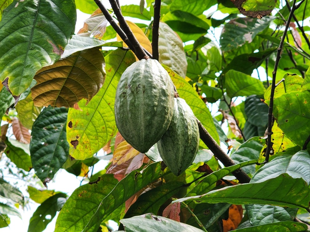 屏東萬巒景點》Cocosun可茵山可可莊園，可可農場好壯觀，還能吃巧克力餐 - yuki.tw