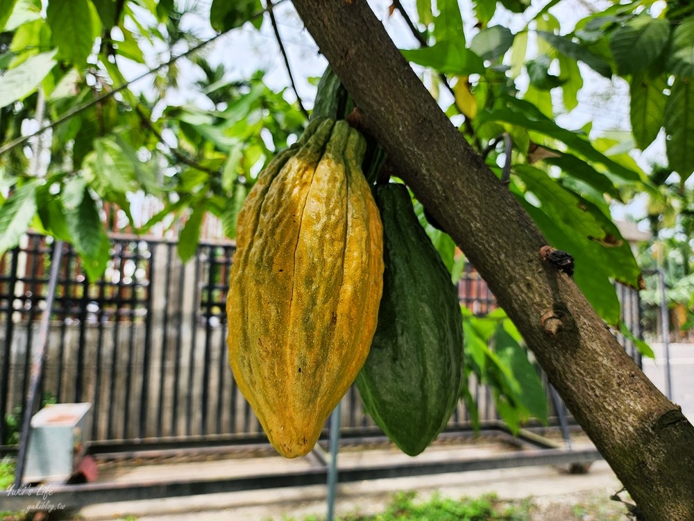 屏東萬巒景點》Cocosun可茵山可可莊園，可可農場好壯觀，還能吃巧克力餐 - yuki.tw