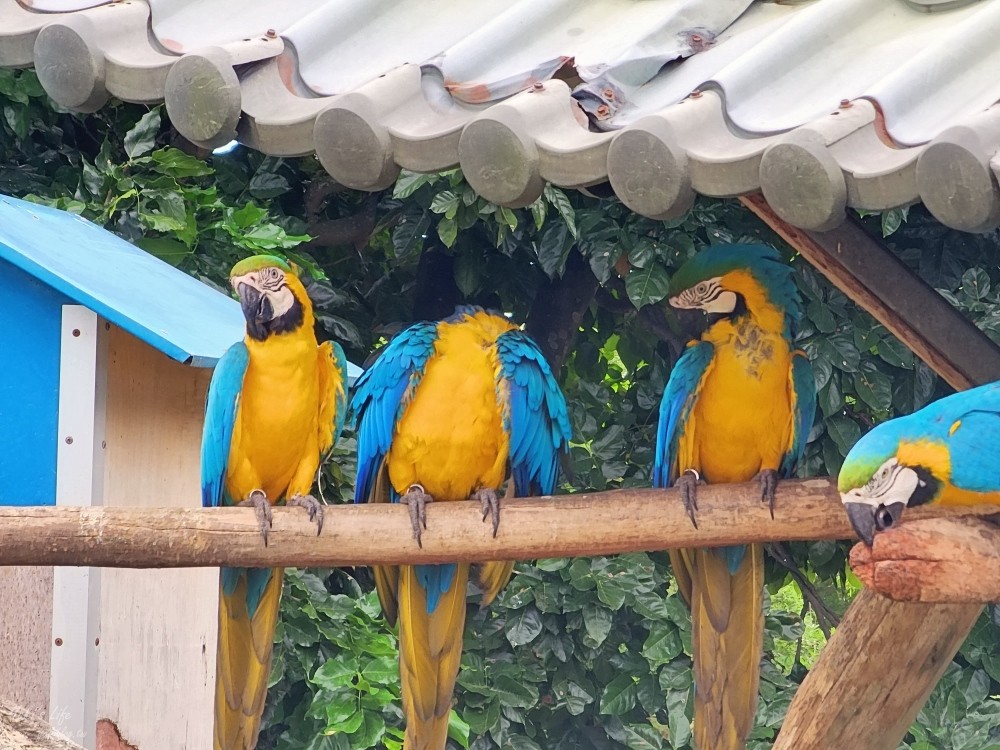 【台南景點】頑皮世界野生動物園(優惠門票)水豚君、水樂園~親子好去處 - yuki.tw