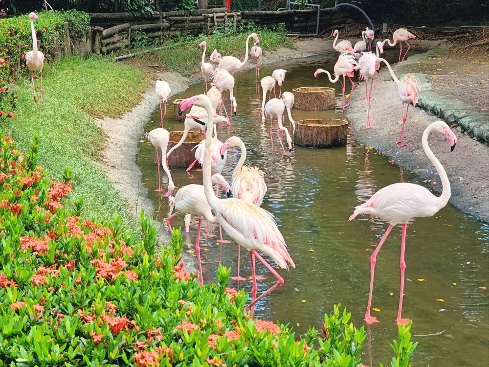 【台南景點】頑皮世界野生動物園(優惠門票)水豚君、水樂園~親子好去處 - yuki.tw