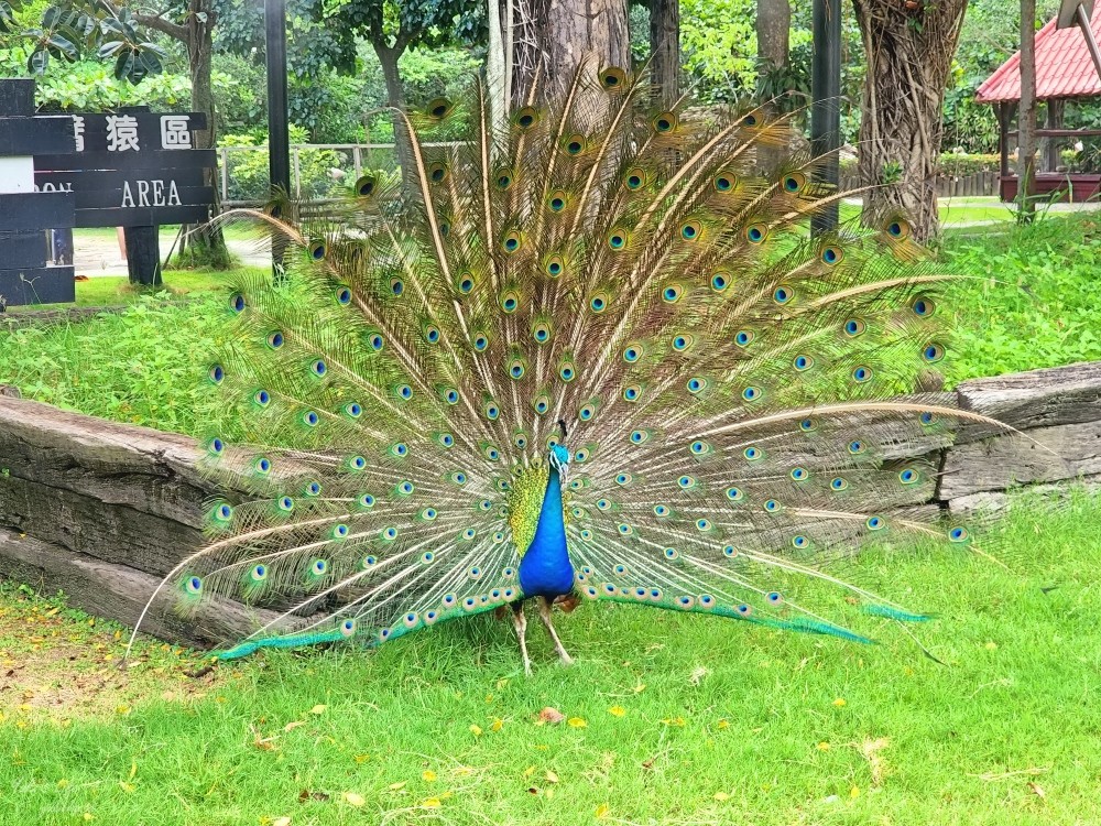 【台南景點】頑皮世界野生動物園(優惠門票)水豚君、水樂園~親子好去處 - yuki.tw