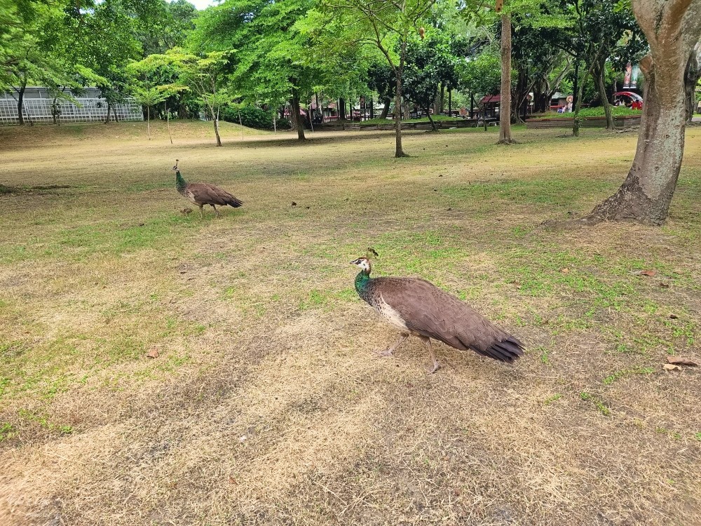 【台南景點】頑皮世界野生動物園(優惠門票)水豚君、水樂園~親子好去處 - yuki.tw