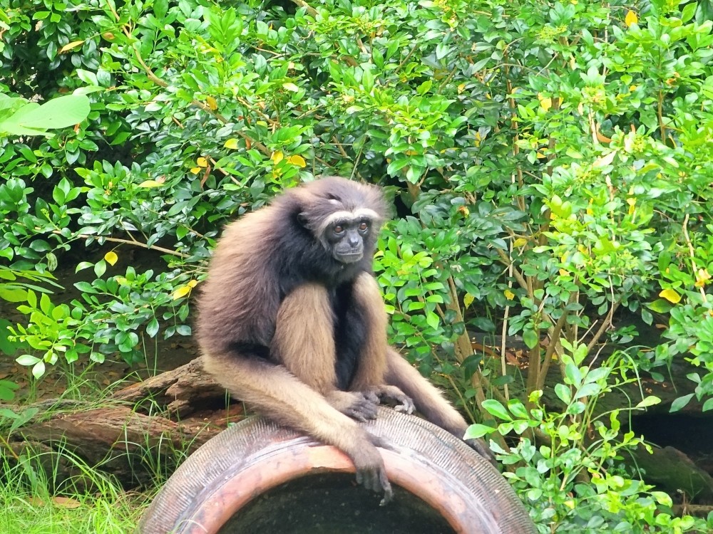 【台南景點】頑皮世界野生動物園(優惠門票)水豚君、水樂園~親子好去處 - yuki.tw