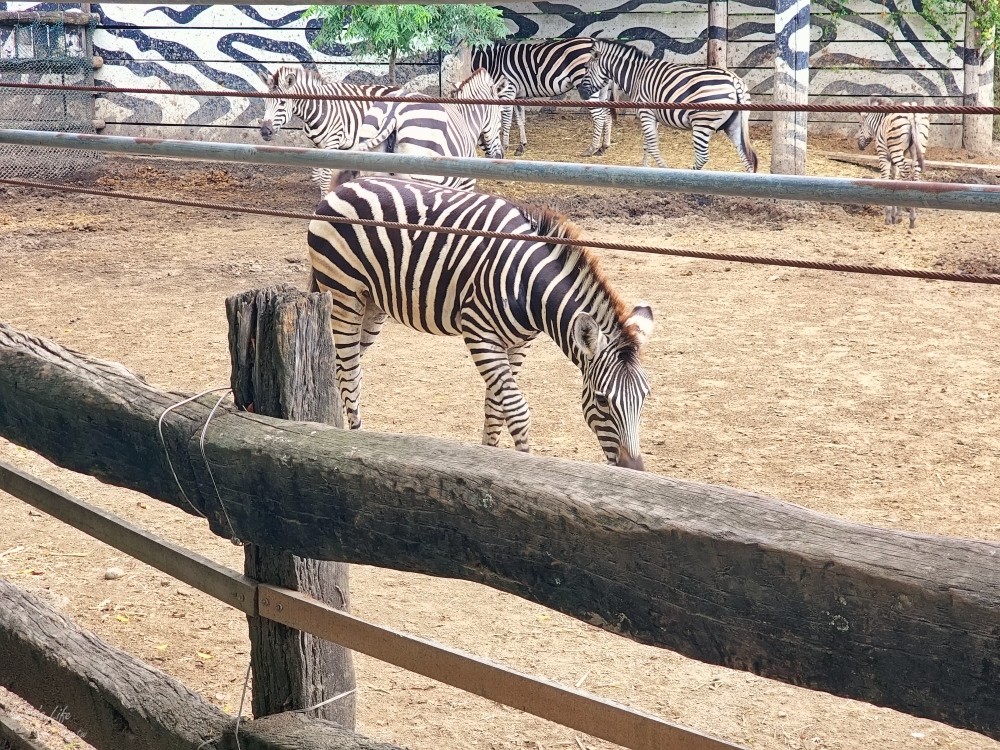 【台南景點】頑皮世界野生動物園(優惠門票)水豚君、水樂園~親子好去處 - yuki.tw