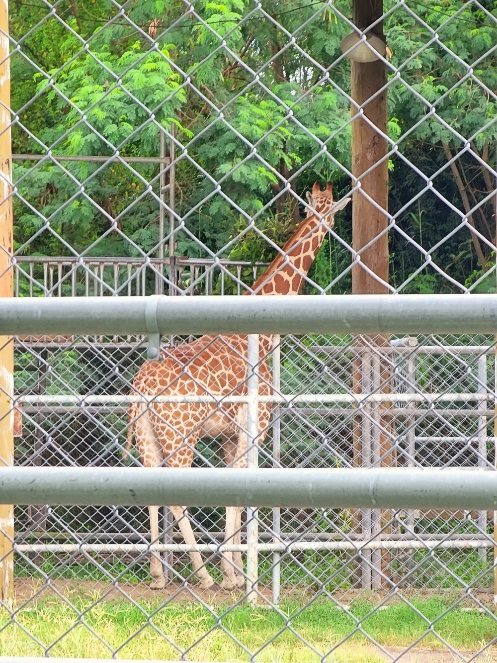 【台南景點】頑皮世界野生動物園(優惠門票)水豚君、水樂園~親子好去處 - yuki.tw