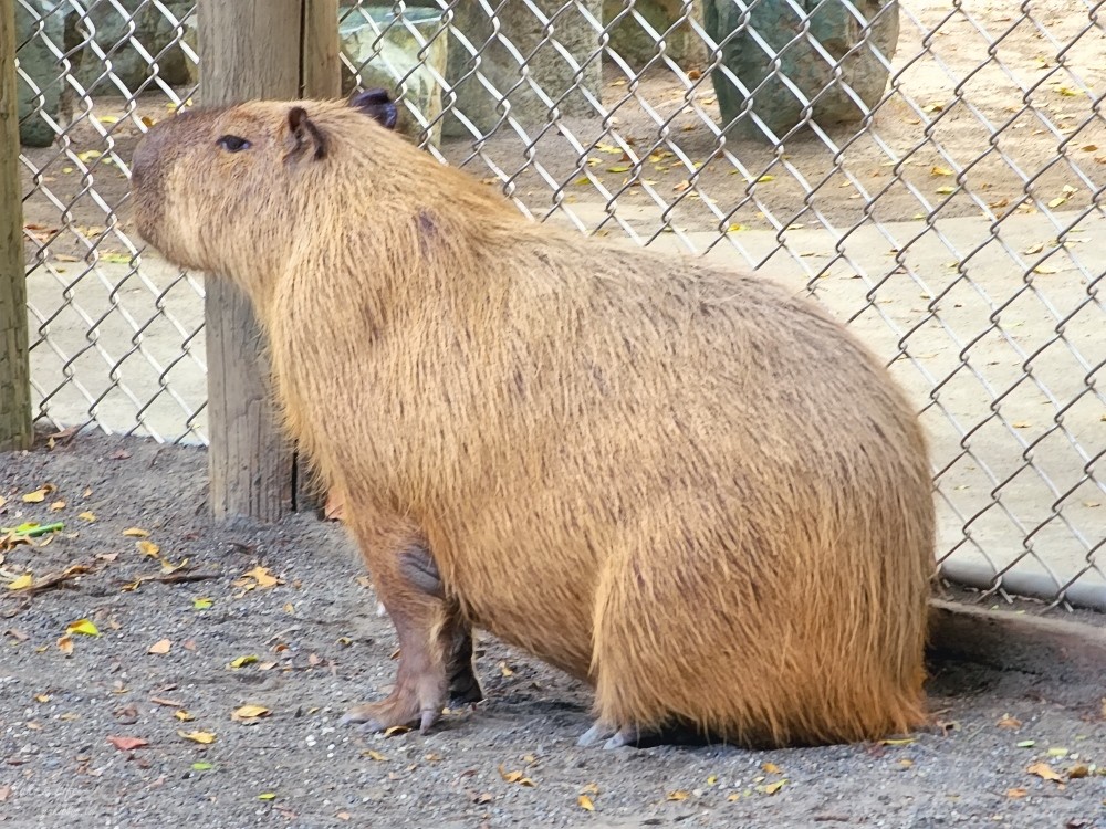 【台南景點】頑皮世界野生動物園(優惠門票)水豚君、水樂園~親子好去處 - yuki.tw