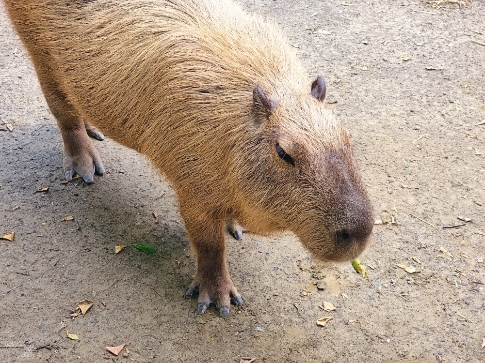 【台南景點】頑皮世界野生動物園(優惠門票)水豚君、水樂園~親子好去處 - yuki.tw