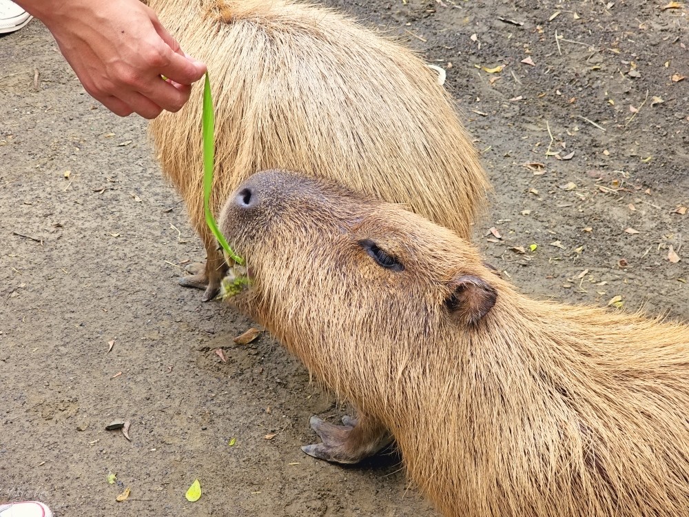 【台南景點】頑皮世界野生動物園(優惠門票)水豚君、水樂園~親子好去處 - yuki.tw