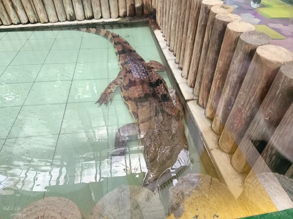 【台南景點】頑皮世界野生動物園(優惠門票)水豚君、水樂園~親子好去處 - yuki.tw