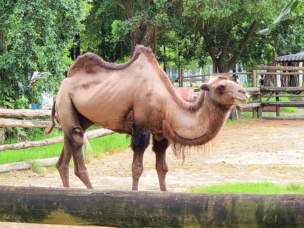 【台南景點】頑皮世界野生動物園(優惠門票)水豚君、水樂園~親子好去處 - yuki.tw