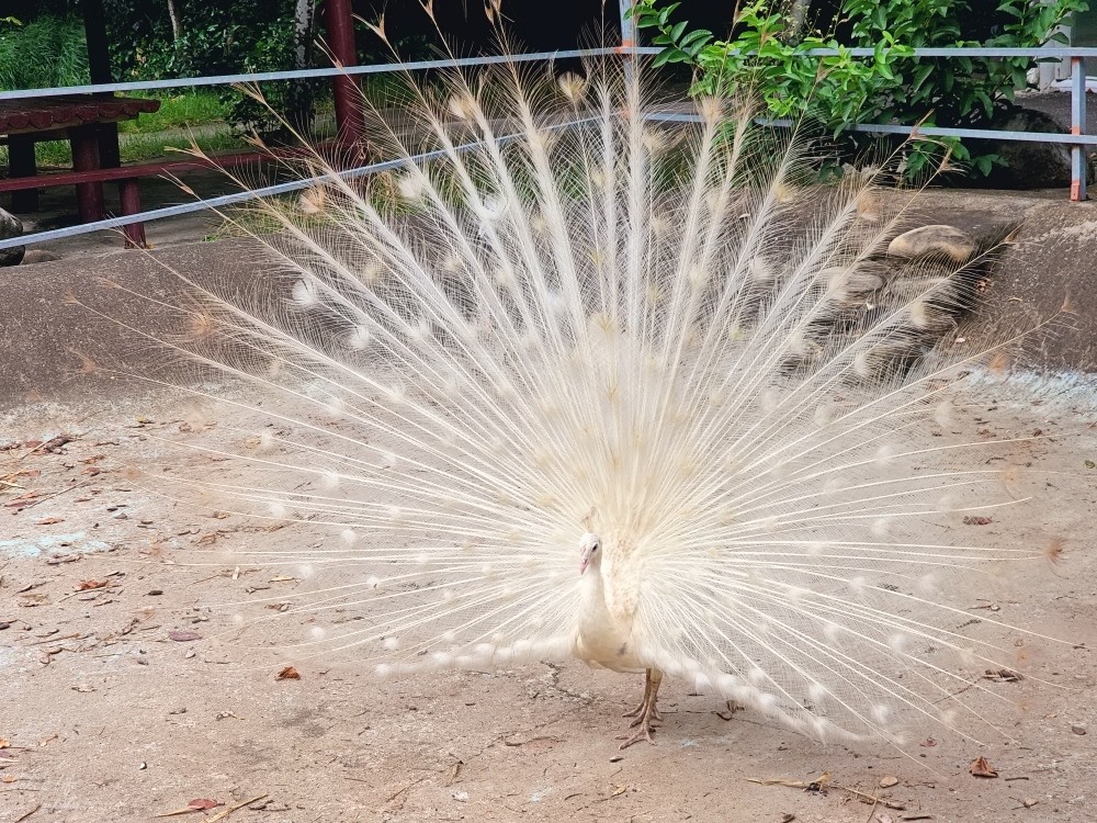 【台南景點】頑皮世界野生動物園(優惠門票)水豚君、水樂園~親子好去處 - yuki.tw