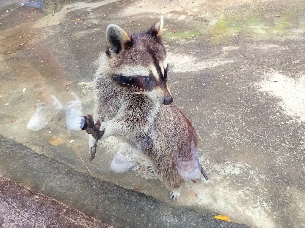 【台南景點】頑皮世界野生動物園(優惠門票)水豚君、水樂園~親子好去處 - yuki.tw