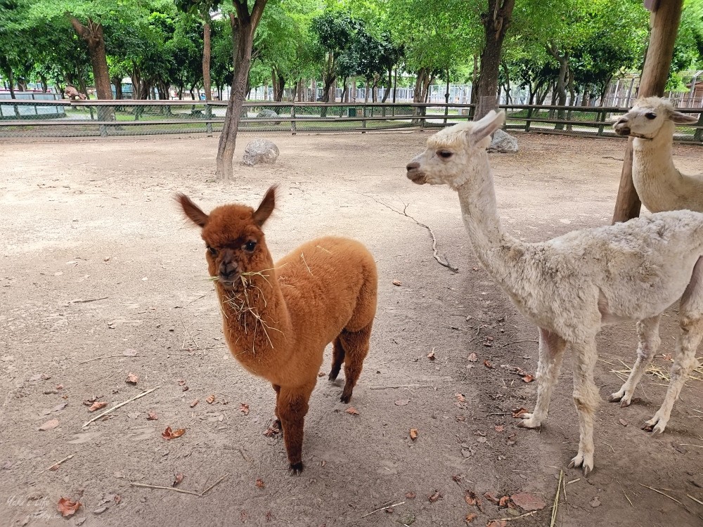 【台南景點】頑皮世界野生動物園(優惠門票)水豚君、水樂園~親子好去處 - yuki.tw