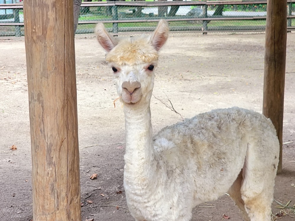 【台南景點】頑皮世界野生動物園(優惠門票)水豚君、水樂園~親子好去處 - yuki.tw