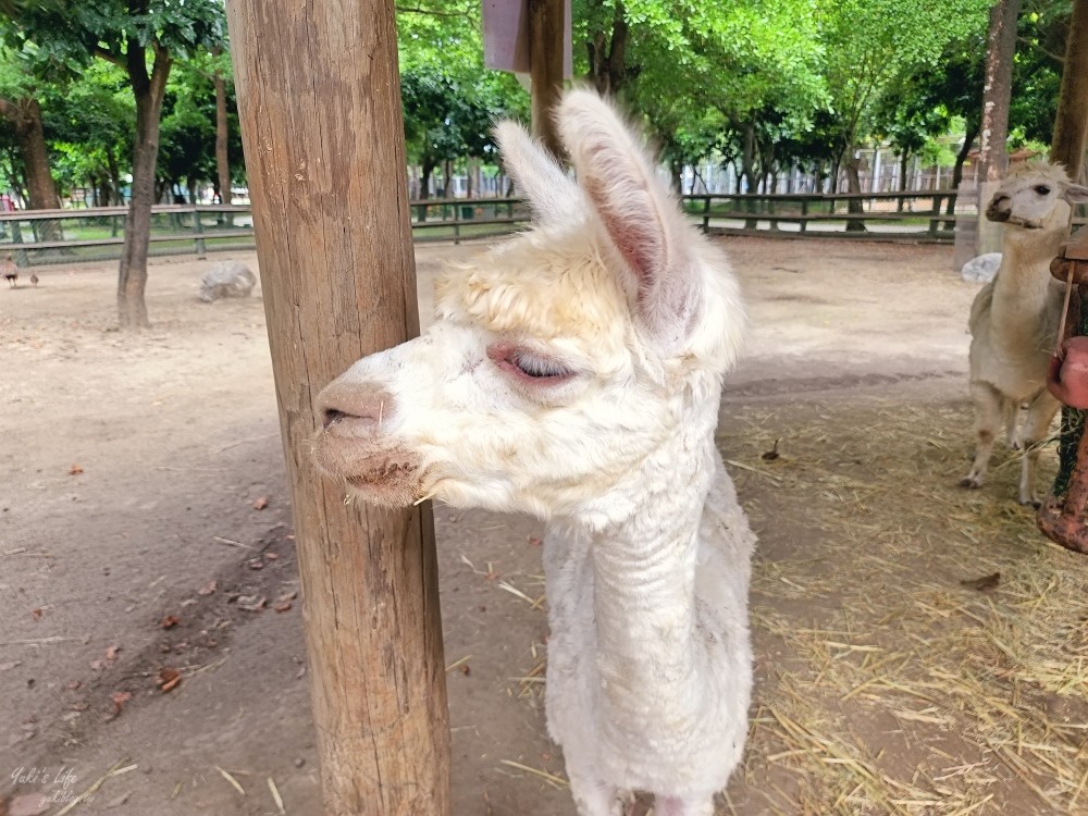 【台南景點】頑皮世界野生動物園(優惠門票)水豚君、水樂園~親子好去處 - yuki.tw