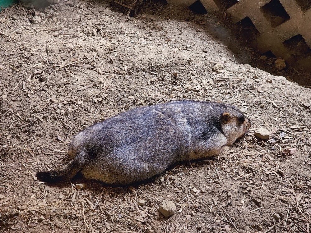 【台南景點】頑皮世界野生動物園(優惠門票)水豚君、水樂園~親子好去處 - yuki.tw