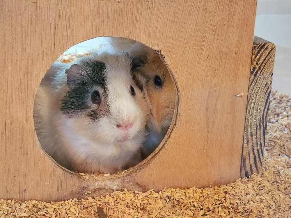 【台南景點】頑皮世界野生動物園(優惠門票)水豚君、水樂園~親子好去處 - yuki.tw