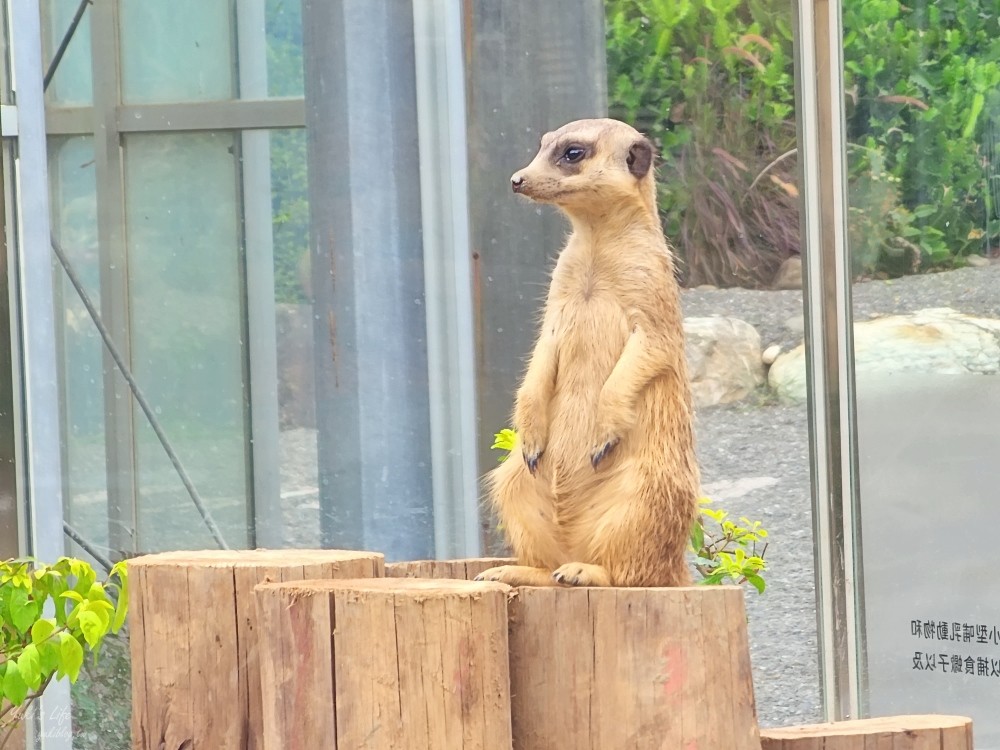 【台南景點】頑皮世界野生動物園(優惠門票)水豚君、水樂園~親子好去處 - yuki.tw